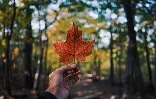 hand holding red maple leaf on background of dark trees